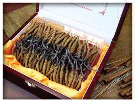 伊宁县冬虫夏草回收